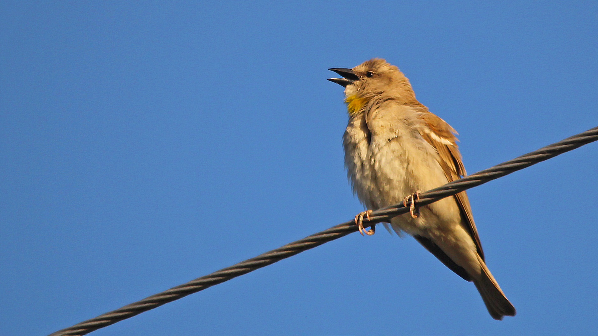 Yellow-throated Sparrow